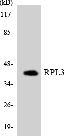 RPL3 / Ribosomal Protein L3 Antibody - Western blot analysis of the lysates from HUVECcells using RPL3 antibody.