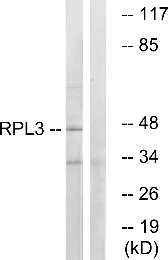 RPL3 / Ribosomal Protein L3 Antibody - Western blot analysis of lysates from HT-29 cells, using RPL3 Antibody. The lane on the right is blocked with the synthesized peptide.