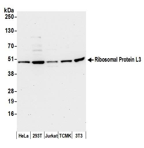 RPL3 / Ribosomal Protein L3 Antibody - Detection of human and mouse Ribosomal Protein L3 by western blot. Samples: Whole cell lysate (50 µg) from HeLa, HEK293T, Jurkat, mouse TCMK-1, and mouse NIH 3T3 cells prepared using NETN lysis buffer. Antibody: Affinity purified rabbit anti-Ribosomal Protein L3 antibody used for WB at 0.4 µg/ml. Detection: Chemiluminescence with an exposure time of 30 seconds.