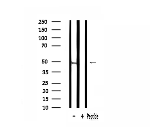 RPL3 / Ribosomal Protein L3 Antibody - Western blot analysis of extracts of 293 cells using RPL3 antibody.