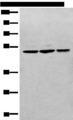 RPL3 / Ribosomal Protein L3 Antibody - Western blot analysis of RAW264.7 Raji and Jurkat cell lysates  using RPL3 Polyclonal Antibody at dilution of 1:400