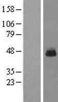 RPL3 / Ribosomal Protein L3 Protein - Western validation with an anti-DDK antibody * L: Control HEK293 lysate R: Over-expression lysate
