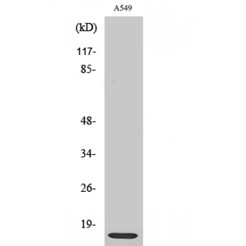 RPL30 / Ribosomal Protein L30 Antibody - Western blot of Ribosomal Protein L30 antibody