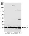 RPL30 / Ribosomal Protein L30 Antibody - Detection of human and mouse RPL30 by western blot. Samples: Whole cell lysate (50 µg) from HeLa, HEK293T, Jurkat, mouse TCMK-1, and mouse NIH 3T3 cells prepared using NETN lysis buffer. Antibody: Affinity purified rabbit anti-RPL30 antibody used for WB at 0.04 µg/ml. Detection: Chemiluminescence with an exposure time of 30 seconds.