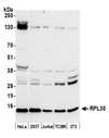 RPL30 / Ribosomal Protein L30 Antibody - Detection of human and mouse RPL30 by western blot. Samples: Whole cell lysate (50 µg) from HeLa, HEK293T, Jurkat, mouse TCMK-1, and mouse NIH 3T3 cells prepared using NETN lysis buffer. Antibody: Affinity purified rabbit anti-RPL30 antibody used for WB at 0.1 µg/ml. Detection: Chemiluminescence with an exposure time of 30 seconds.