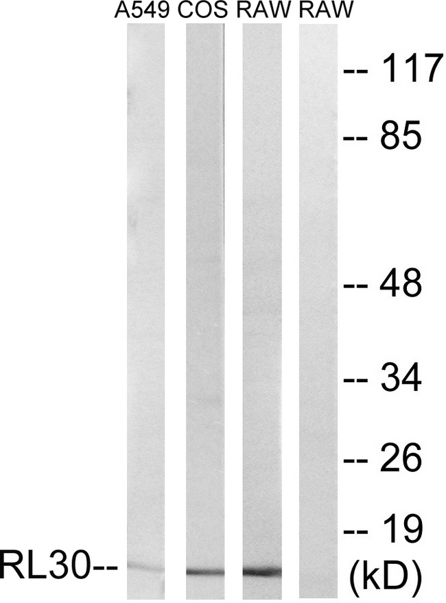 RPL30 / Ribosomal Protein L30 Antibody - Western blot analysis of lysates from A549, COS7, and RAW264.7 cells, using RPL30 Antibody. The lane on the right is blocked with the synthesized peptide.