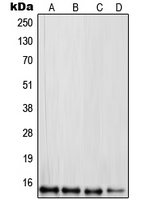 RPL30 / Ribosomal Protein L30 Antibody - Western blot analysis of RPL30 expression in HepG2 (A); PC3 (B); RAW264.7 (C); PC12 (D) whole cell lysates.