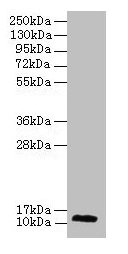 RPL30 / Ribosomal Protein L30 Antibody - Western blot All lanes: 60S ribosomal protein L30 antibody at 2µg/ml + A549 whole cell lysate Secondary Goat polyclonal to rabbit lgG at 1/15000 dilution Predicted band size: 13 kDa Observed band size: 13 kDa