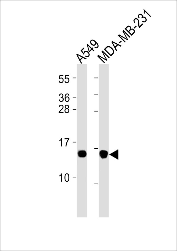 RPL30 / Ribosomal Protein L30 Antibody - All lanes : Anti-RPL30 Antibody at 1:4000 dilution Lane 1: A549 whole cell lysates Lane 2: MDA-MB-231 whole cell lysates Lysates/proteins at 20 ug per lane. Secondary Goat Anti-Rabbit IgG, (H+L),Peroxidase conjugated at 1/10000 dilution Predicted band size : 12 kDa Blocking/Dilution buffer: 5% NFDM/TBST.