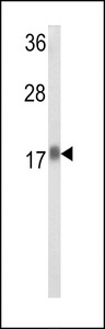 RPL31 / Ribosomal Protein L31 Antibody - Western blot of RPL31 Antibody in HeLa cell line lysates (35 ug/lane). RPL31 (arrow) was detected using the purified antibody.