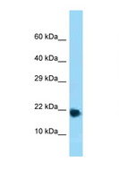 RPL32 / Ribosomal Protein L32 Antibody - RPL32 antibody Western blot of Mouse Heart lysate. Antibody concentration 1 ug/ml.  This image was taken for the unconjugated form of this product. Other forms have not been tested.