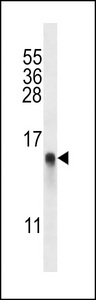 RPL34 / Ribosomal Protein L34 Antibody - RPL34 Antibody western blot of A375 cell line lysates (35 ug/lane). The RPL34 antibody detected the RPL34 protein (arrow).