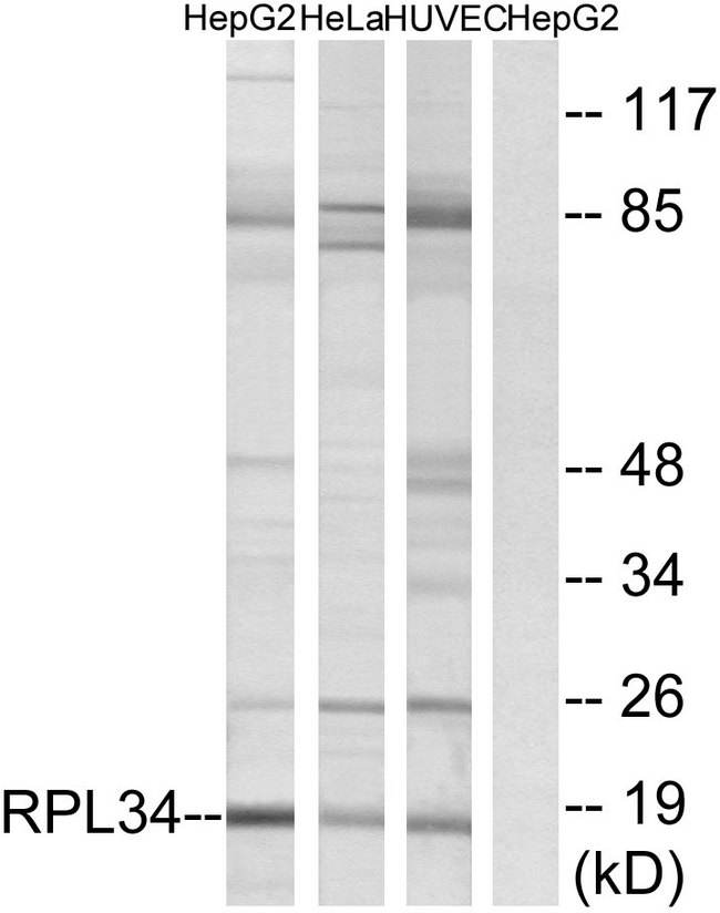 RPL34 / Ribosomal Protein L34 Antibody - Western blot analysis of lysates from HepG2, HeLa, and HUVEC cells, using RPL34 Antibody. The lane on the right is blocked with the synthesized peptide.