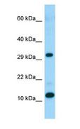 RPL34 / Ribosomal Protein L34 Antibody - RPL34 antibody Western Blot of Fetal Liver.  This image was taken for the unconjugated form of this product. Other forms have not been tested.