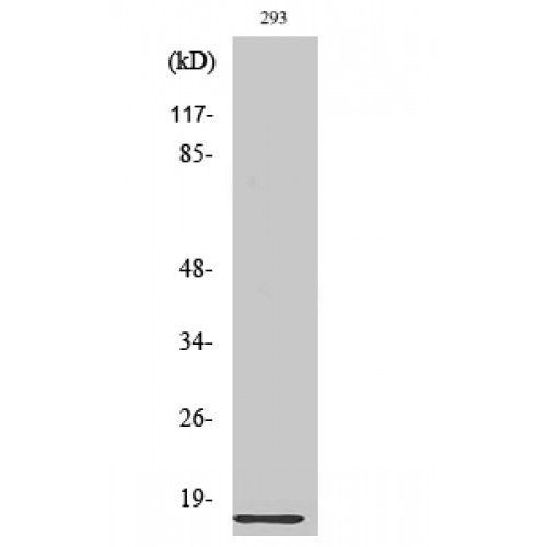 RPL35 / Ribosomal Protein L35 Antibody - Western blot of Ribosomal Protein L35 antibody