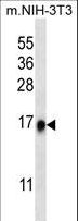 RPL35 / Ribosomal Protein L35 Antibody - RPL35 Antibody western blot of mouse NIH-3T3 cell line lysates (35 ug/lane). The RPL35 antibody detected the RPL35 protein (arrow).
