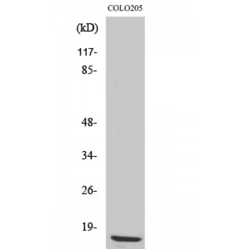 RPL36 / Ribosomal Protein L36 Antibody - Western blot of Ribosomal Protein L36 antibody