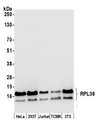 RPL36 / Ribosomal Protein L36 Antibody - Detection of human and mouse RPL36 by western blot. Samples: Whole cell lysate (50 µg) from HeLa, HEK293T, Jurkat, mouse TCMK-1, and mouse NIH 3T3 cells prepared using NETN lysis buffer. Antibody: Affinity purified rabbit anti-RPL36 antibody used for WB at 0.04 µg/ml. Detection: Chemiluminescence with an exposure time of 10 seconds.
