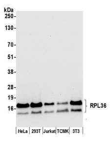 RPL36 / Ribosomal Protein L36 Antibody - Detection of human and mouse RPL36 by western blot. Samples: Whole cell lysate (50 µg) from HeLa, HEK293T, Jurkat, mouse TCMK-1, and mouse NIH 3T3 cells prepared using NETN lysis buffer. Antibody: Affinity purified rabbit anti-RPL36 antibody used for WB at 0.04 µg/ml. Detection: Chemiluminescence with an exposure time of 10 seconds.