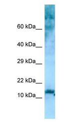 RPL36 / Ribosomal Protein L36 Antibody - RPL36 antibody Western Blot of THP-1 cell lysate.  This image was taken for the unconjugated form of this product. Other forms have not been tested.
