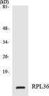 RPL36 / Ribosomal Protein L36 Antibody - Western blot analysis of the lysates from 293 cells using RPL36 antibody.