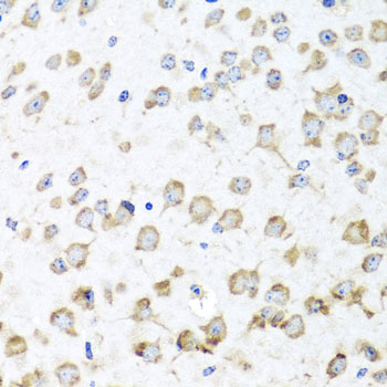 RPL36 / Ribosomal Protein L36 Antibody - Immunohistochemistry of paraffin-embedded mouse brain tissue.