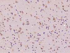 RPL36 / Ribosomal Protein L36 Antibody - Immunochemical staining of human RPL36 in human brain with rabbit polyclonal antibody at 1:100 dilution, formalin-fixed paraffin embedded sections.