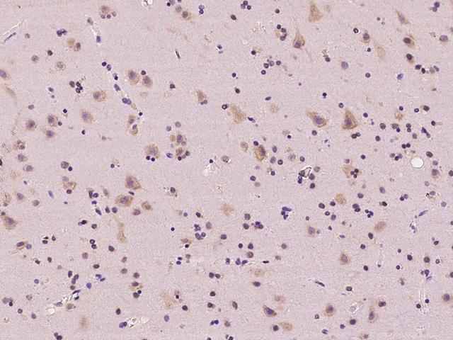 RPL36 / Ribosomal Protein L36 Antibody - Immunochemical staining of human RPL36 in human brain with rabbit polyclonal antibody at 1:100 dilution, formalin-fixed paraffin embedded sections.