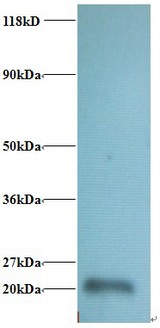 RPL36AL Antibody - Western blot of 60S ribosomal protein L36a-like Antibody at 2 ug/ml + 293T whole cell lysate at 20 ug . Secondary: Goat polyclonal to Rabbit IgG at 1:15000 dilution. Predicted band size: 12 kDa. Observed band size:20 kDa.  This image was taken for the unconjugated form of this product. Other forms have not been tested.