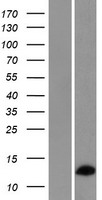 RPL36AL Protein - Western validation with an anti-DDK antibody * L: Control HEK293 lysate R: Over-expression lysate