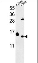 RPL37 / Ribosomal Protein L37 Antibody - RPL37 Antibody western blot of K562 cell line and mouse liver tissue lysates (35 ug/lane). The RPL37 antibody detected the RPL37 protein (arrow).