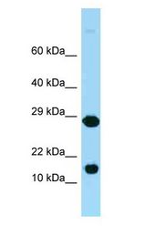 RPL37 / Ribosomal Protein L37 Antibody - RPL37 antibody Western Blot of Mouse Pancreas.  This image was taken for the unconjugated form of this product. Other forms have not been tested.