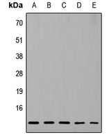 RPL37 / Ribosomal Protein L37 Antibody - Western blot analysis of RPL37 expression in HeLa (A); MCF7 (B); Raw264.7 (C); PC12 (D); H9C2 (E) whole cell lysates.