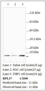 RPL37 / Ribosomal Protein L37 Antibody