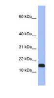 RPL37A Antibody - RPL37A antibody Western blot of Fetal Heart lysate. This image was taken for the unconjugated form of this product. Other forms have not been tested.