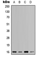 RPL37A Antibody - Western blot analysis of RPL37A expression in HeLa (A); HEK293T (B); Raw264.7 (C); H9C2 (D) whole cell lysates.