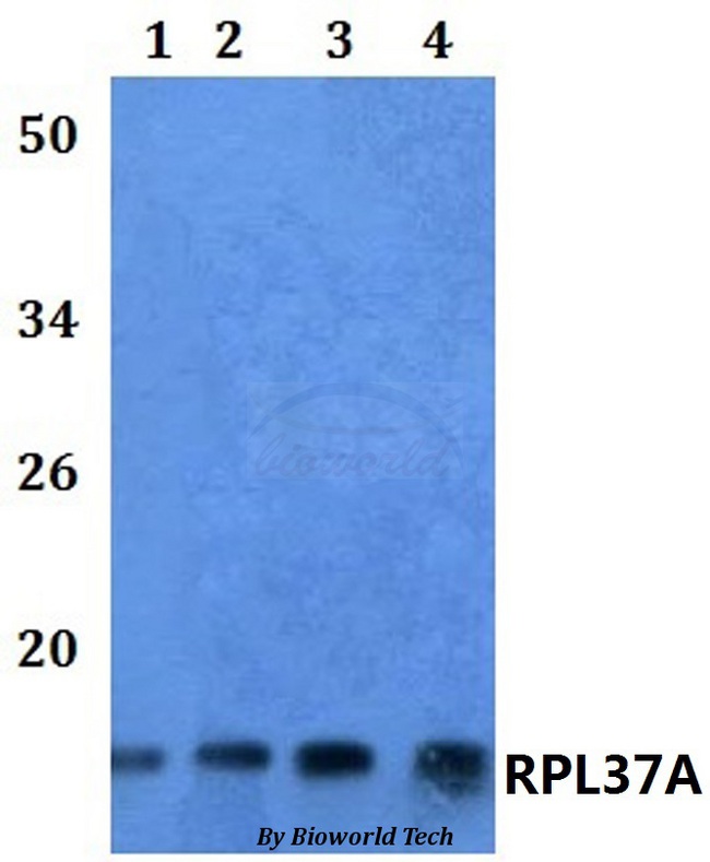 RPL37A Antibody - Western blot of RPL37A antibody at 1:500 dilution. Lane 1: HEK293T whole cell lysate. Lane 2: Raw264.7 whole cell lysate. Lane 3: H9C2 whole cell lysate. Lane 4: HELA whole cell lysate.