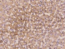 RPL37A Antibody - Immunochemical staining of human RPL37A in human liver with rabbit polyclonal antibody at 1:100 dilution, formalin-fixed paraffin embedded sections.