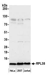 RPL38 / Ribosomal Protein L38 Antibody - Detection of human RPL38 by western blot. Samples: Whole cell lysate (50 µg) from HeLa, HEK293T, and Jurkat cells prepared using NETN lysis buffer. Antibody: Affinity purified rabbit anti-RPL38 antibody used for WB at 0.1 µg/ml. Detection: Chemiluminescence with an exposure time of 10 seconds.