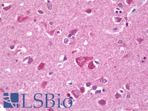 RPL38 / Ribosomal Protein L38 Antibody - Anti-RPL38 / L38 antibody IHC staining of human brain, cortex. Immunohistochemistry of formalin-fixed, paraffin-embedded tissue after heat-induced antigen retrieval. Antibody concentration 20 ug/ml. This image was taken for the unconjugated form of this product. Other forms have not been tested.