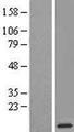 RPL38 / Ribosomal Protein L38 Protein - Western validation with an anti-DDK antibody * L: Control HEK293 lysate R: Over-expression lysate