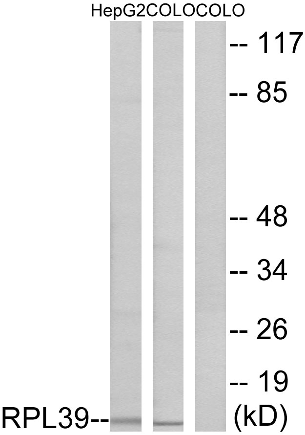 RPL39 / Ribosomal Protein L39 Antibody - Western blot analysis of lysates from COLO and HepG2 cells, using RPL39 Antibody. The lane on the right is blocked with the synthesized peptide.