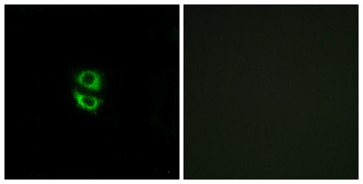 RPL39 / Ribosomal Protein L39 Antibody - Peptide - + Immunofluorescence analysis of A549 cells, using RPL39 antibody.