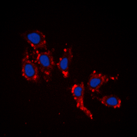 RPL39 / Ribosomal Protein L39 Antibody - Immunofluorescent analysis of RPL39 staining in HepG2 cells. Formalin-fixed cells were permeabilized with 0.1% Triton X-100 in TBS for 5-10 minutes and blocked with 3% BSA-PBS for 30 minutes at room temperature. Cells were probed with the primary antibody in 3% BSA-PBS and incubated overnight at 4 deg C in a humidified chamber. Cells were washed with PBST and incubated with a DyLight 594-conjugated secondary antibody (red) in PBS at room temperature in the dark. DAPI was used to stain the cell nuclei (blue).