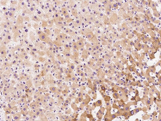 RPL39L Antibody - Immunochemical staining of human RPL39L in human liver with rabbit polyclonal antibody at 1:100 dilution, formalin-fixed paraffin embedded sections.