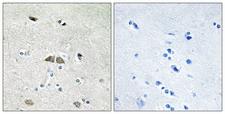 RPL39L Antibody - Peptide - + Immunohistochemistry analysis of paraffin-embedded human brain tissue using RL39L antibody.