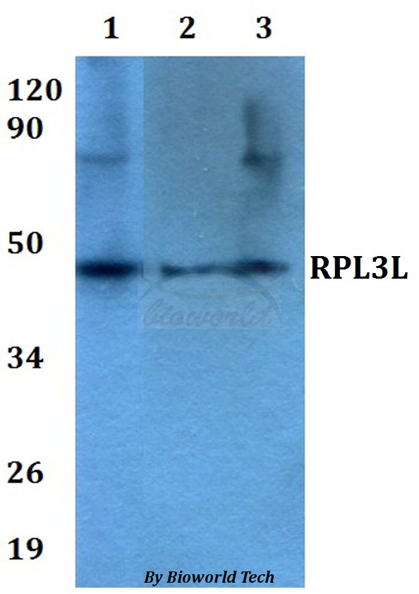 RPL3L Antibody - Western blot of RPL3L antibody at 1:500 dilution. Lane 1: MCF-7 whole cell lysate. Lane 2: sp2/0 whole cell lysate. Lane 3: PC12 whole cell lysate.