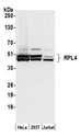 RPL4 / Ribosomal Protein L4 Antibody - Detection of human RPL4 by western blot. Samples: Whole cell lysate (50 µg) from HeLa, HEK293T, and Jurkat cells prepared using NETN lysis buffer. Antibody: Affinity purified rabbit anti-RPL4 antibody used for WB at 0.04 µg/ml. Detection: Chemiluminescence with an exposure time of 3 seconds.