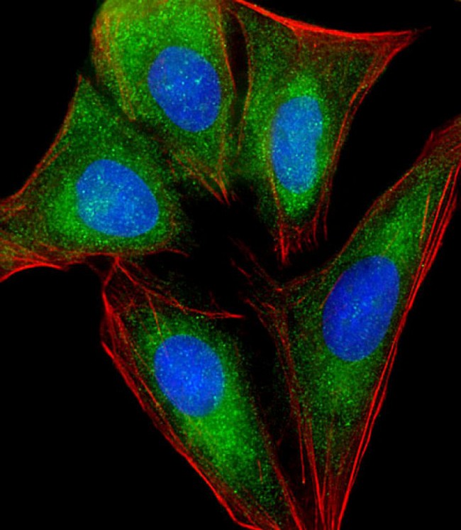 RPL4 / Ribosomal Protein L4 Antibody - Immunofluorescent analysis of 4% paraformaldehyde-fixed, 0.1% Triton X-100 permeabilized U-2 OS (human osteosarcoma cell line) cells labeling RPL4 with RPL4 Antibody (N-Term) at 1/25 dilution, followed by Dylight® 488-conjugated goat anti-rabbit IgG (NK179883) secondary antibody at 1/200 dilution (green). Immunofluorescence image showing cytoplasm and nucleus staining on U-2 OS cell line. Cytoplasmic actin is detected with Dylight® 554 Phalloidin (PD18466410) at 1/100 dilution (red).The nuclear counter stain is DAPI (blue).