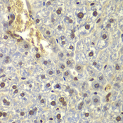 RPL5 / Ribosomal Protein L5 Antibody - Immunohistochemistry of paraffin-embedded mouse liver tissue.